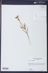 Gentiana autumnalis image