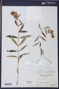 Gentiana saponaria image