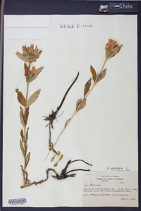 Gentiana saponaria image