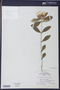 Gentiana villosa image