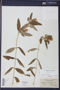 Gentiana saponaria image