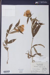 Gentiana saponaria image