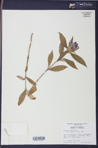 Gentiana saponaria image