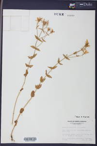 Sabatia angularis image