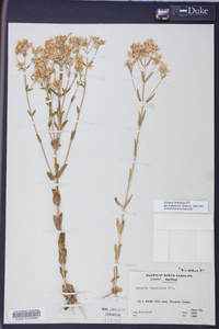 Sabatia brachiata image