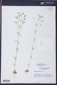 Sabatia brachiata image