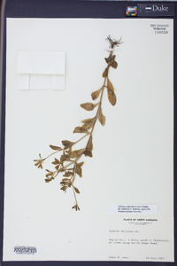 Sabatia calycina image
