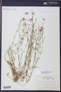 Sabatia campanulata image