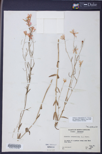 Sabatia campanulata image