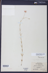 Sabatia campanulata image