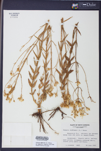 Sabatia difformis image