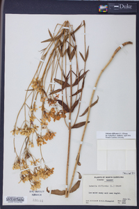 Sabatia difformis image