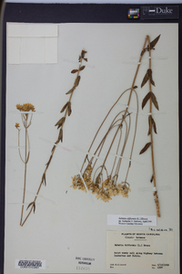 Sabatia difformis image