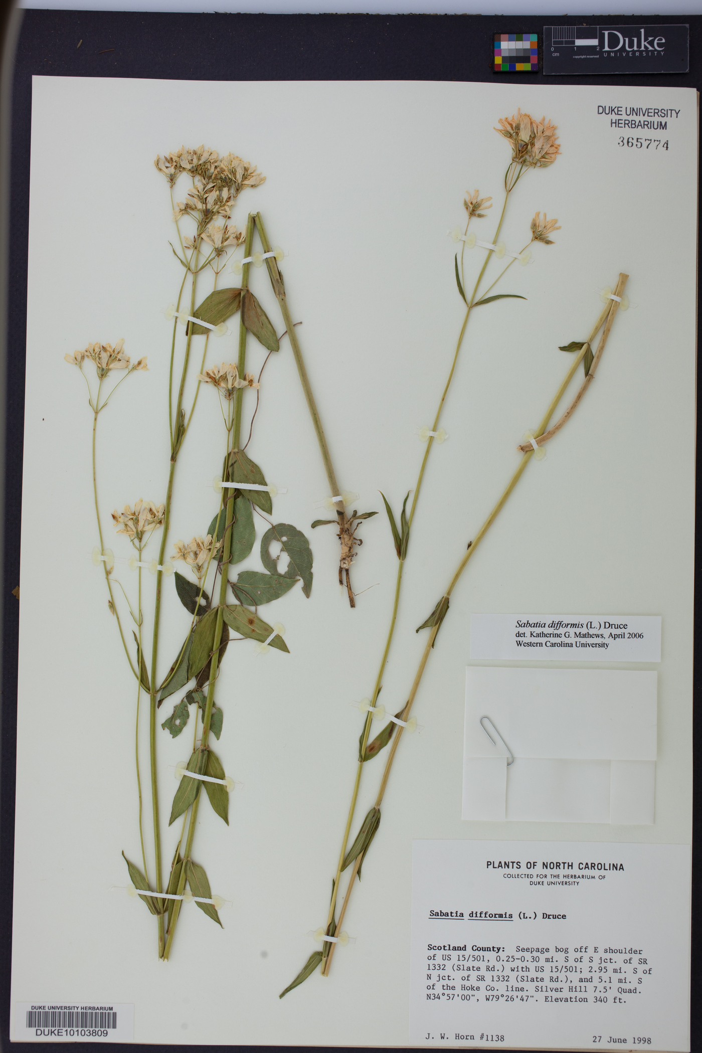 Sabatia difformis image