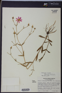 Sabatia dodecandra image