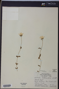 Sabatia dodecandra image