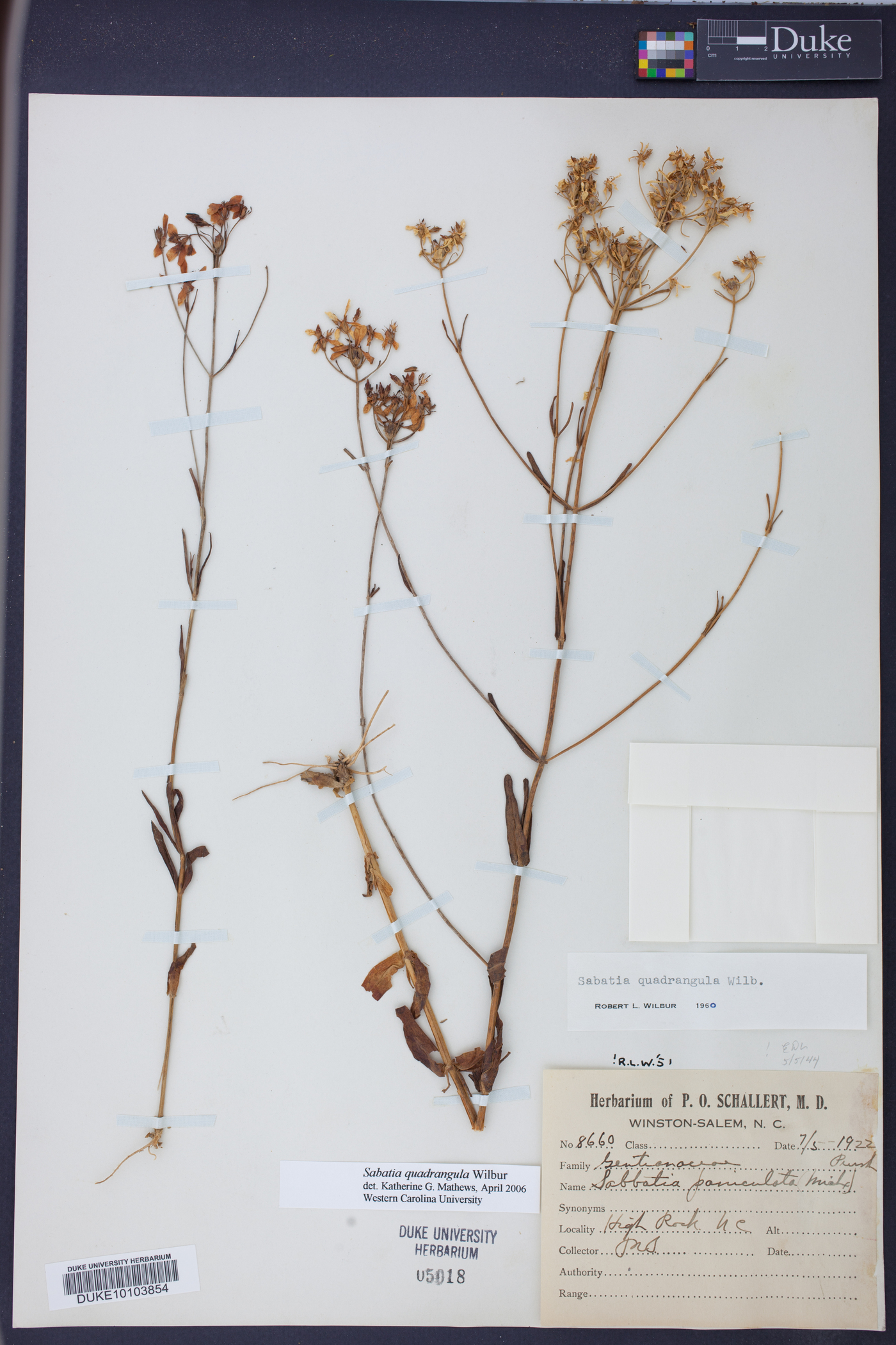 Sabatia quadrangula image