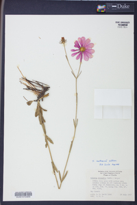 Sabatia bartramii image