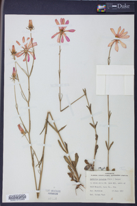 Sabatia bartramii image