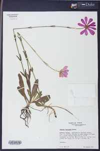 Sabatia bartramii image