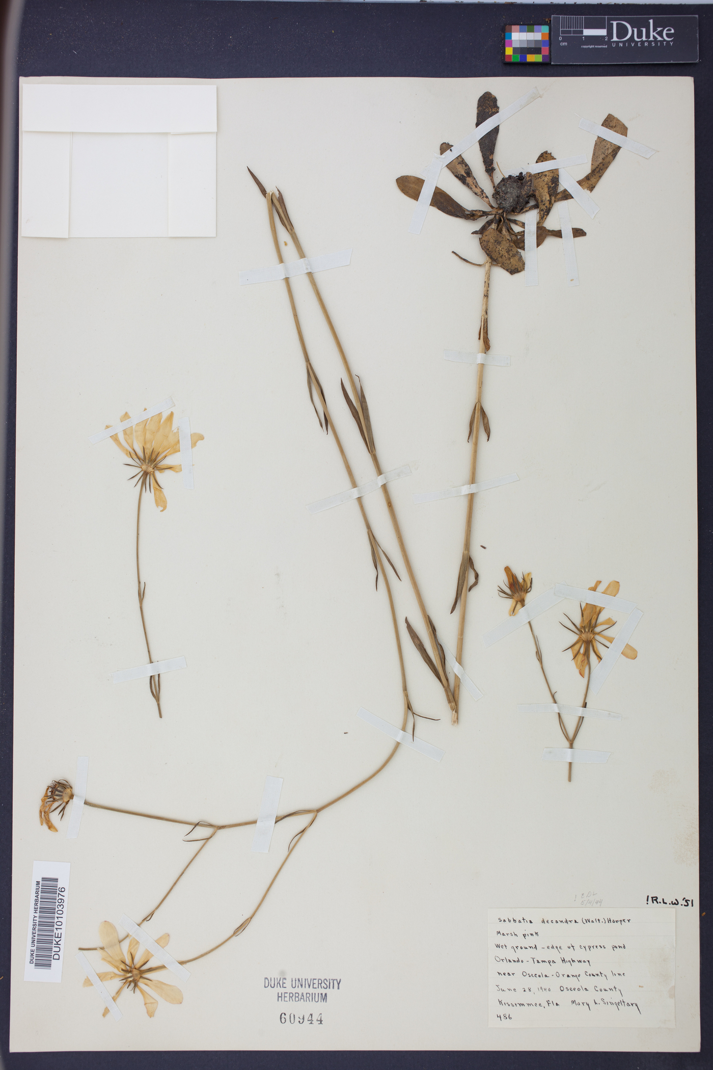 Sabatia bartramii image