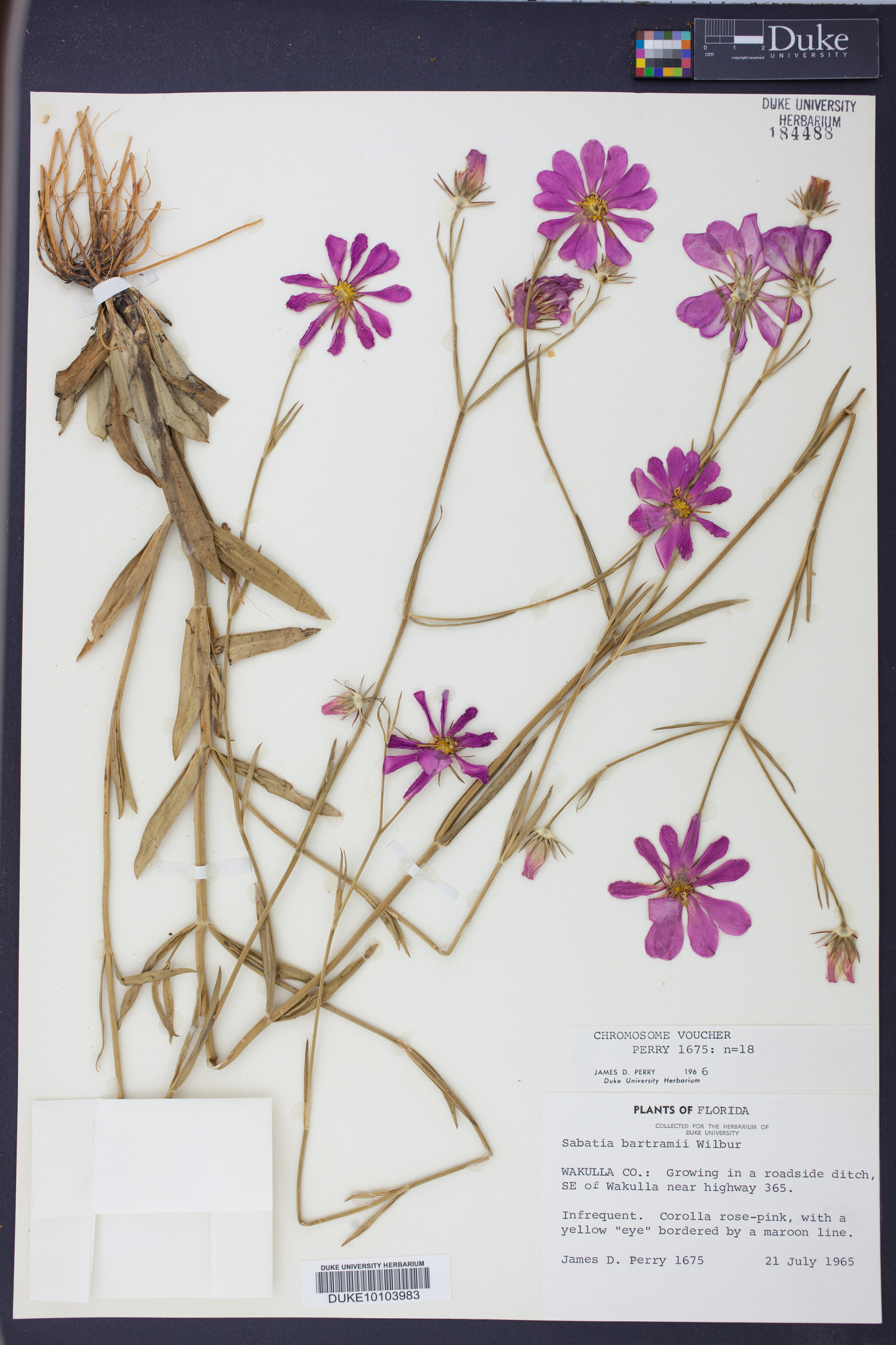 Sabatia bartramii image