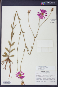 Sabatia bartramii image