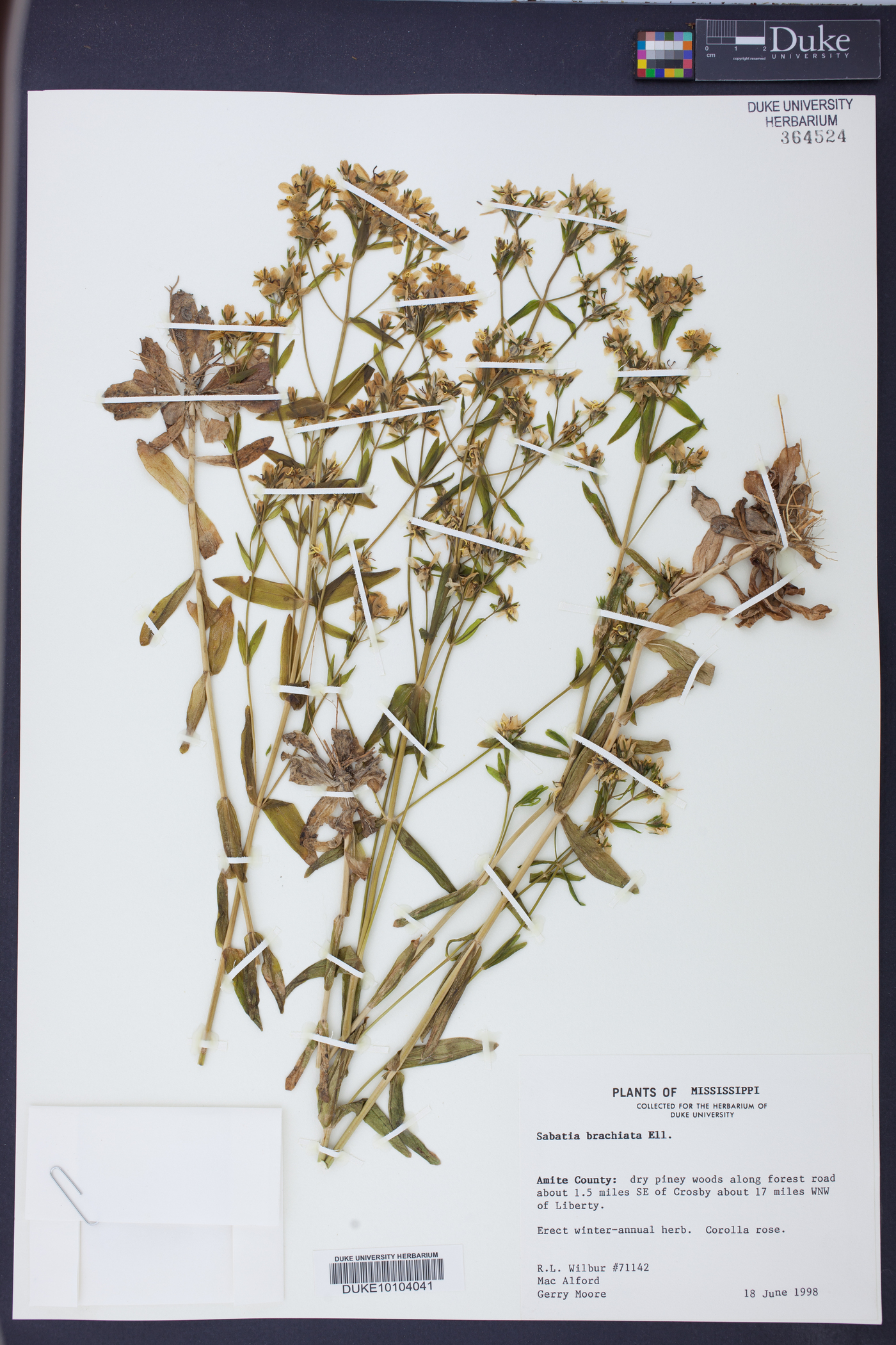 Sabatia brachiata image