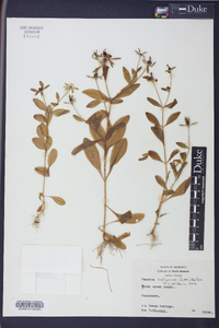 Sabatia calycina image