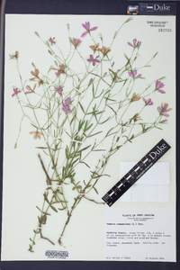 Sabatia campanulata image