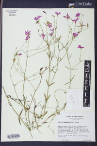 Sabatia campanulata image