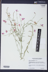 Sabatia campanulata image