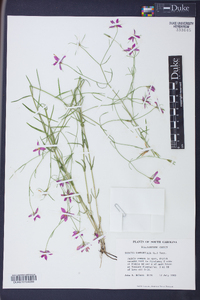 Sabatia campanulata image