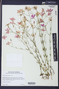 Sabatia campanulata image