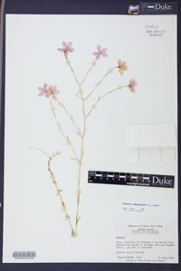 Sabatia campanulata image