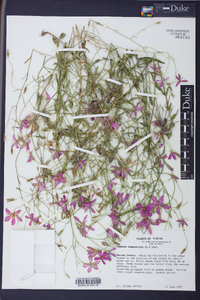 Sabatia campanulata image