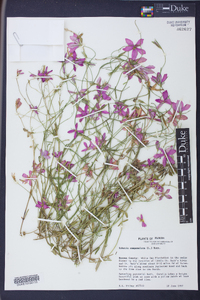 Sabatia campanulata image