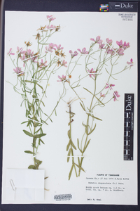 Sabatia campanulata image