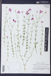 Sabatia campanulata image