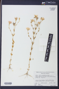 Sabatia campestris image