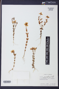 Sabatia campestris image