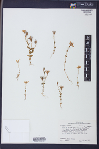 Sabatia campestris image