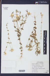 Sabatia campestris image