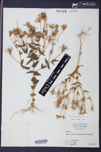 Sabatia campestris image