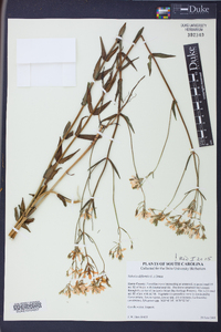 Sabatia difformis image