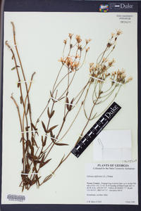Sabatia difformis image