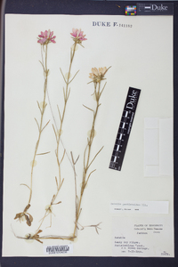 Sabatia gentianoides image