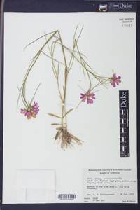 Sabatia gentianoides image