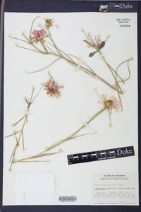 Sabatia gentianoides image