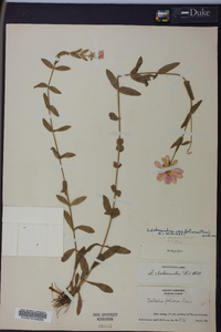 Sabatia dodecandra image